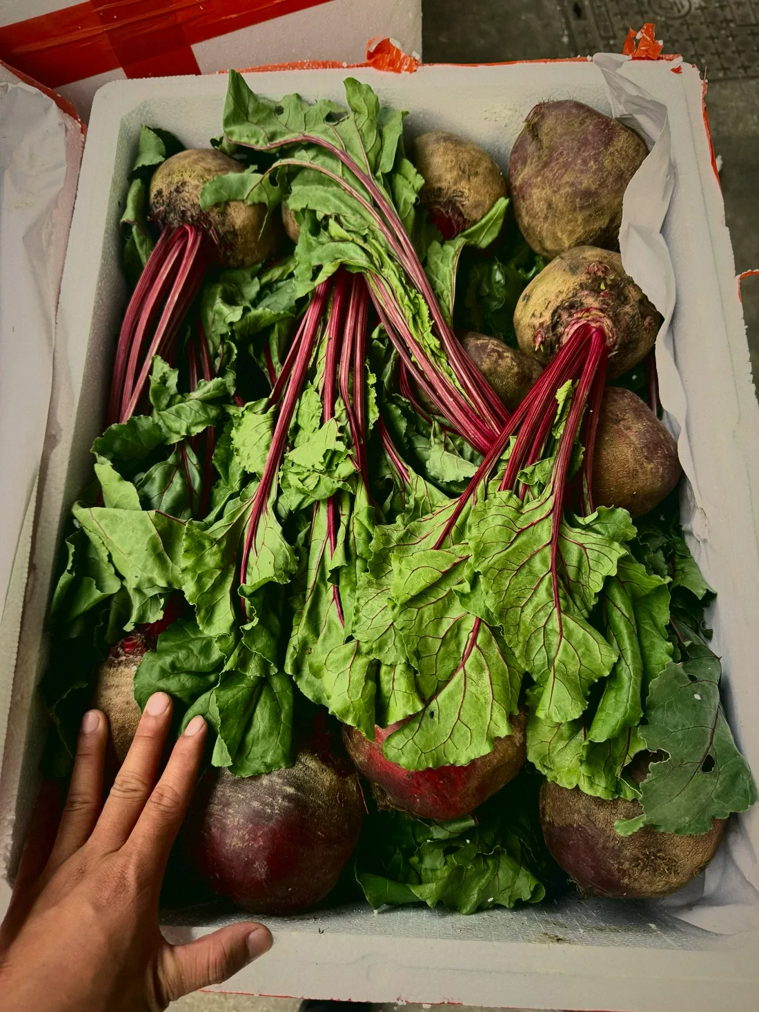 紅菜頭 Beetroot