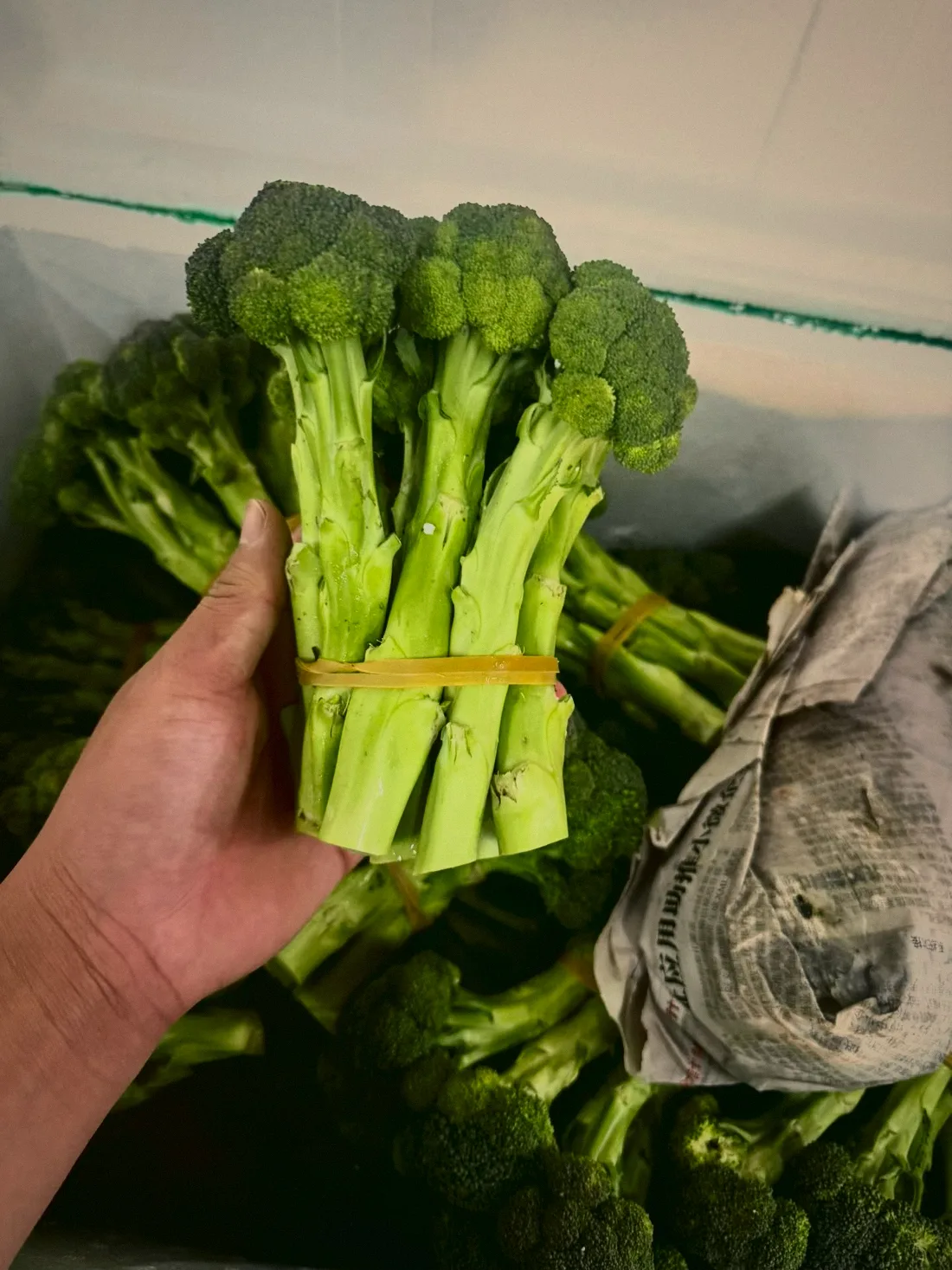 西蘭花 Broccoli