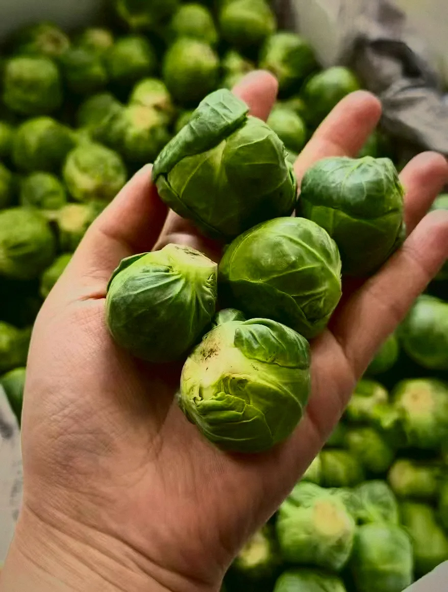 椰菜仔 Brussels Sprouts
