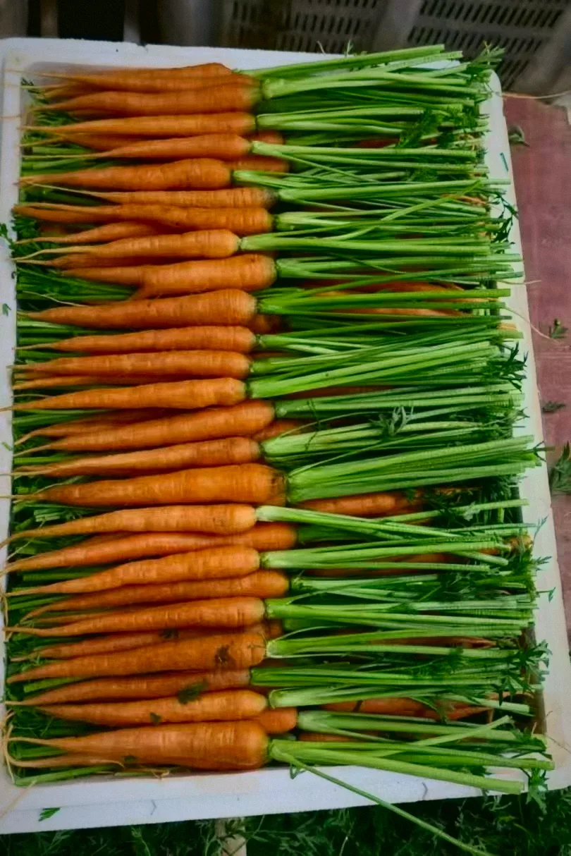 甘筍 Carrot