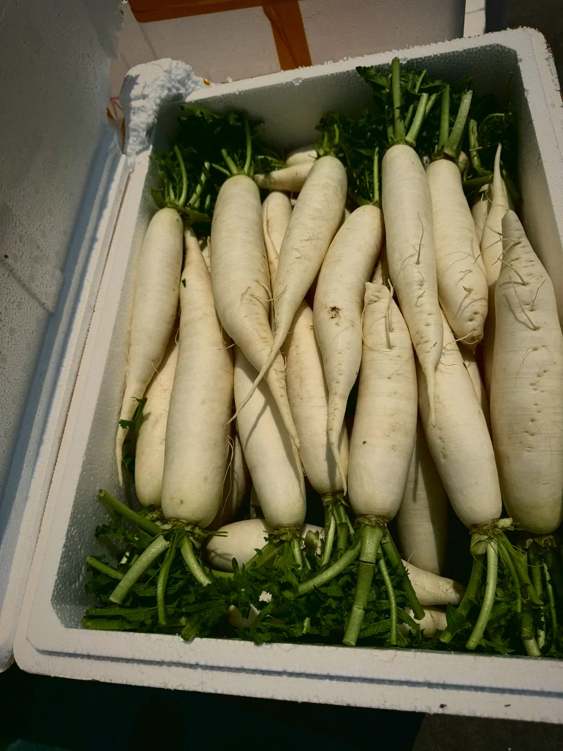 白蘿蔔 Daikon