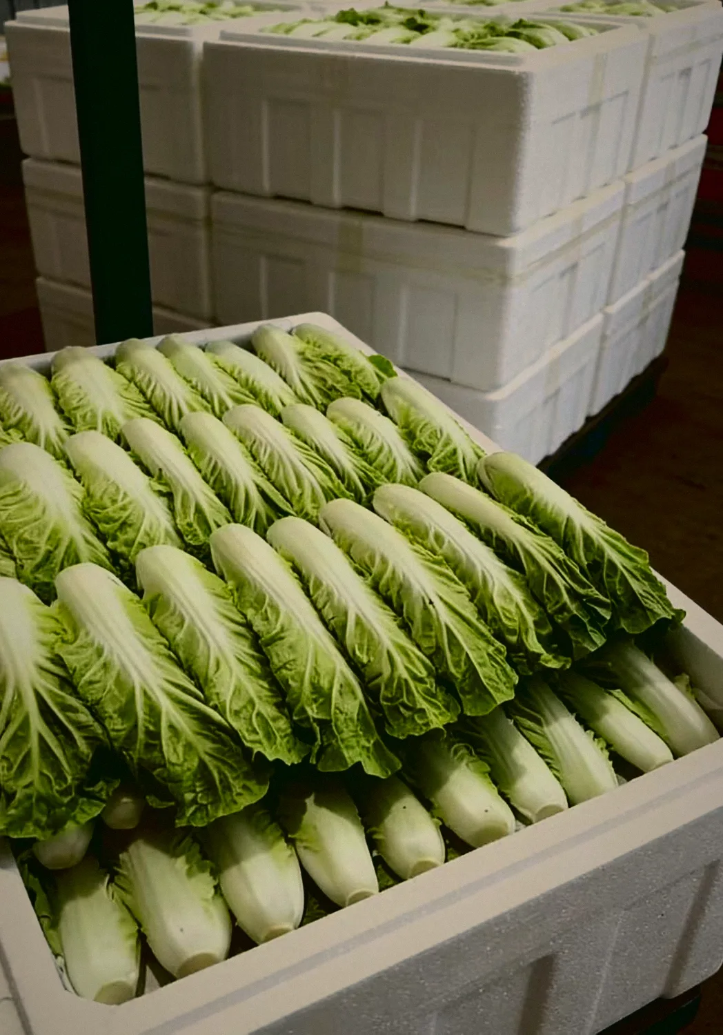 黃芽白 Napa Cabbage