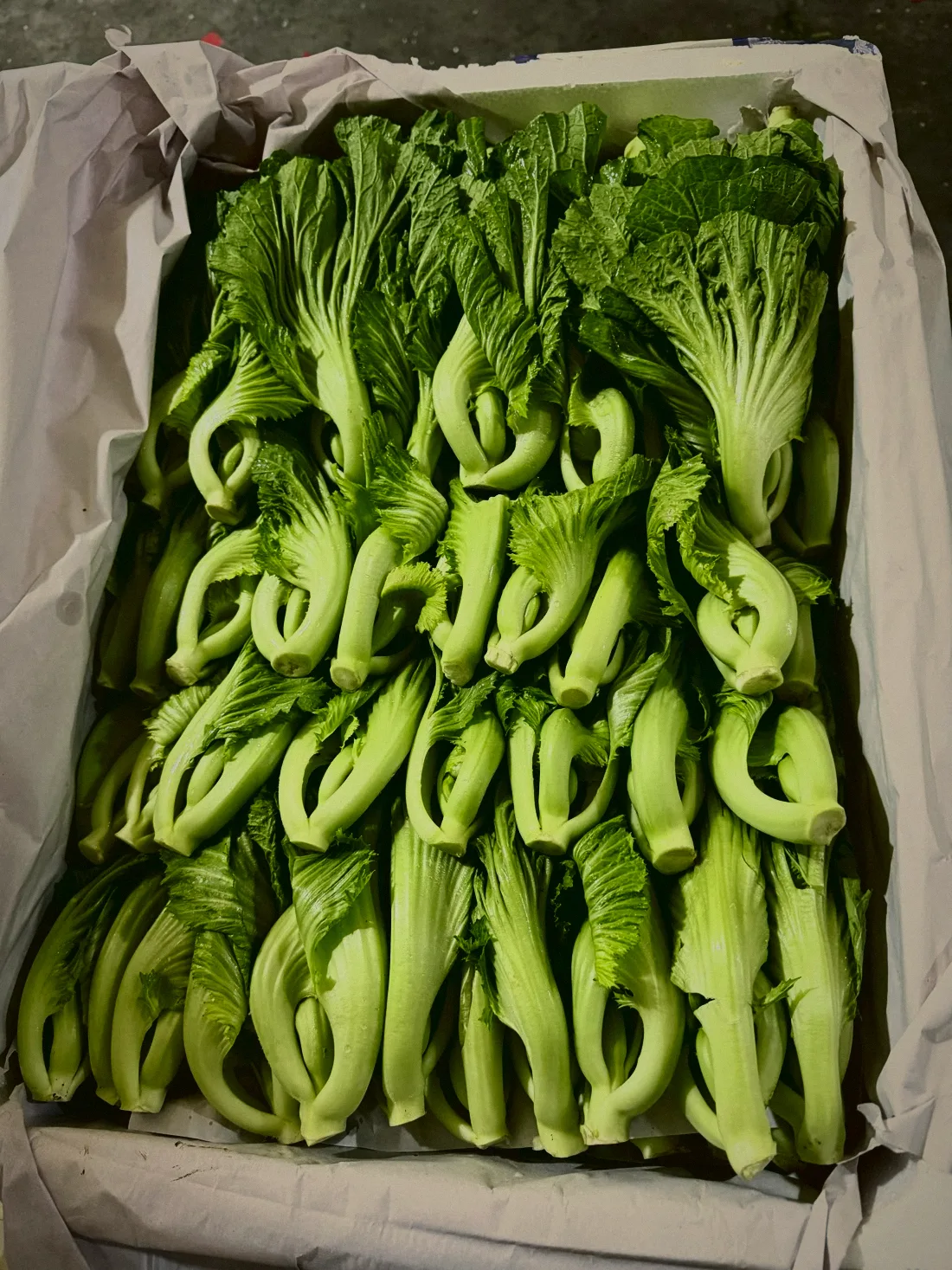 白菜 Pak Choi