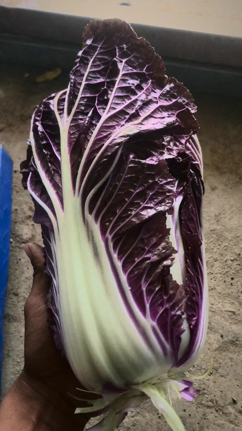 紫黃芽白 Purple Napa Cabbage