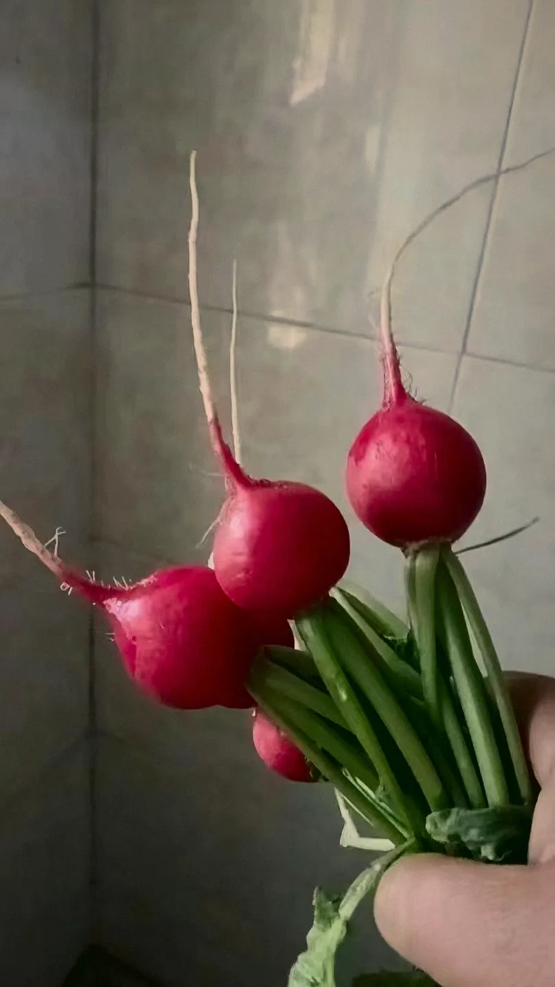 紅蘿蔔仔 Red Radish