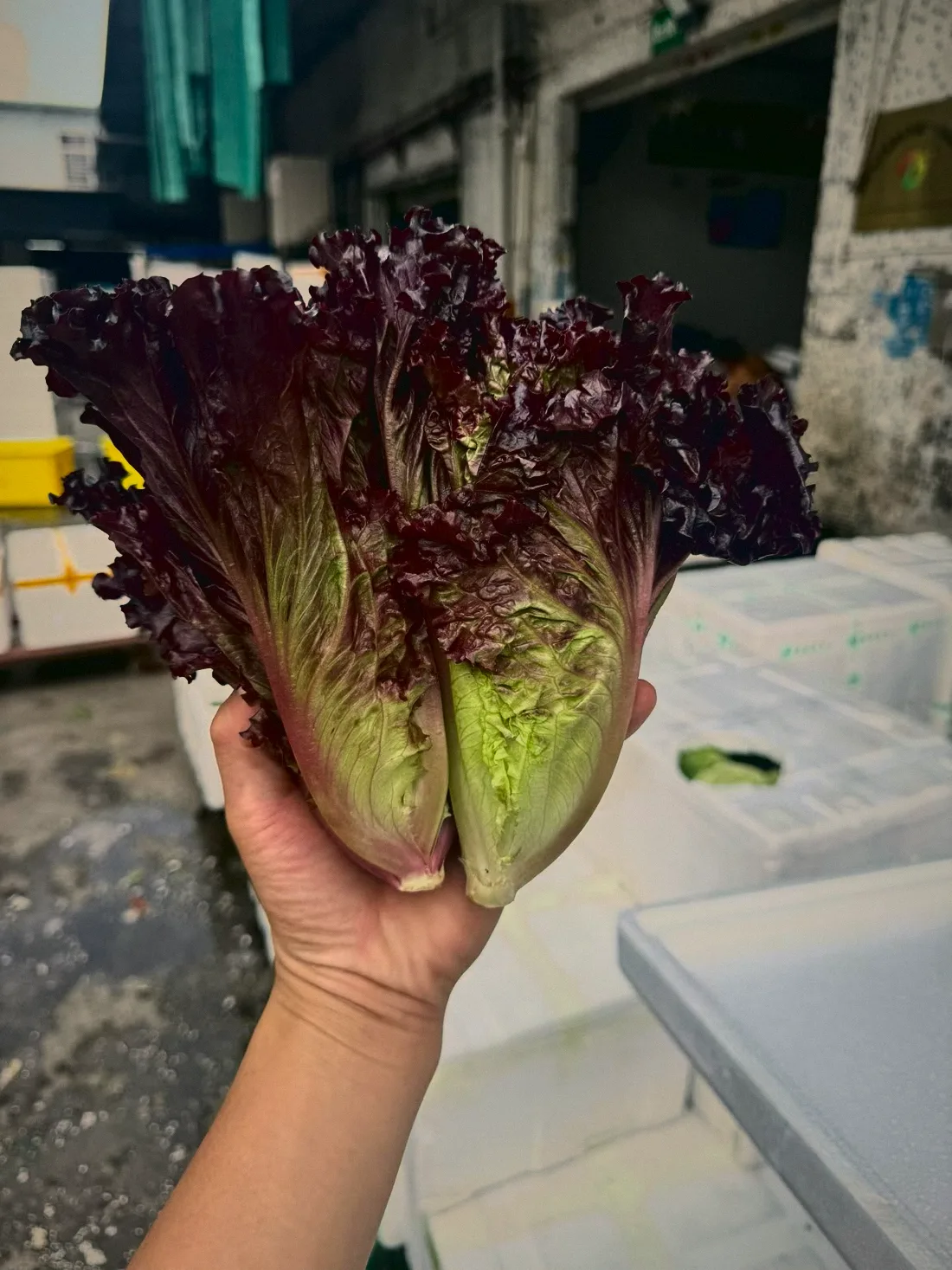 紅葉生菜 Red Leaf Lettuce