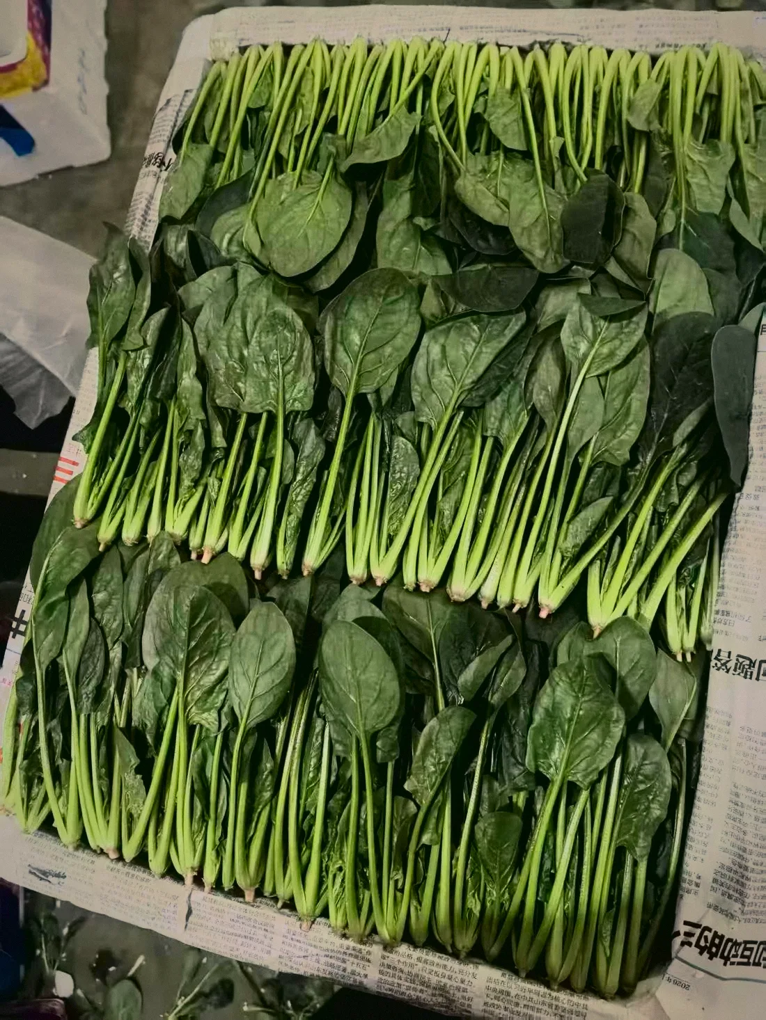 菠菜 Spinach