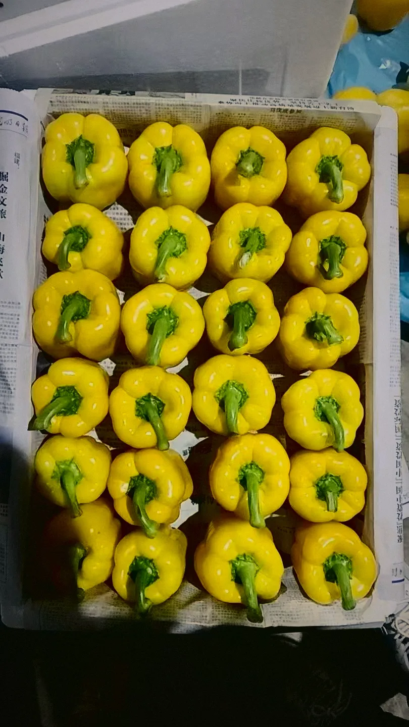 黃甜椒 Yellow Pepper